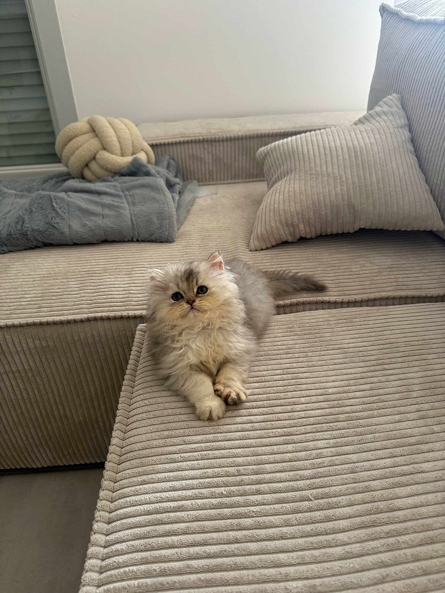 Stitch a rejoint le concours — aidez-le/la à gagner de superbes lots ! kitten, cat, furry, fluffy, cute, pet, sofa, couch, pillow, blanket, indoor, cozy, beige, gray, comfort, relaxation, animal, small, fur, home