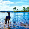 Lilas a rejoint le concours — aidez-le/la à gagner de superbes lots ! animal, blue_sky, calm, canine, clouds, daytime, dog, lake, landscape, nature, outdoor, peaceful, reflection, scenery, shore, sky, summer, trees, water, wildlife
