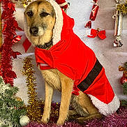 Lilas a rejoint le concours — aidez-le/la à gagner de superbes lots ! animal, canine, celebration, christmas, christmas_tree, costume, decoration, dog, festive, festivity, holiday, holiday_season, indoors, ornaments, pet, red_coat, seasonal, sitting, tinsel, winter