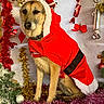 animal, canine, celebration, christmas, christmas_tree, costume, decoration, dog, festive, festivity, holiday, holiday_season, indoors, ornaments, pet, red_coat, seasonal, sitting, tinsel, winter