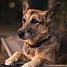 Lilas participe au concours pour gagner de l'argent avec cette photo : animal, canine, collar, daylight, dog, domestic_animal, ears, expression, focus, fur, german_shepherd, muzzle, nature, outdoor, paw, pet, portrait, relaxing, resting, side_view