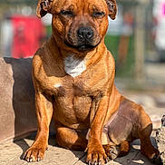 Sun participe au concours pour gagner de l'argent avec cette photo : animal, boxer, bulldog, canine, dog, flagstone, frenchbulldog, hound, labradorretriever, path, pet, pitbull, pug, puppy, slate, snout, walkway, wood