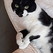 Oreo joined the competition — help win amazing prizes! cat, black_and_white, green_eyes, pet, animal, feline, quilted_bedspread, indoor, resting, fur, whiskers, paw, cute, close_up, lying_down, domestic_cat, portrait, relaxed, bed, sleepy