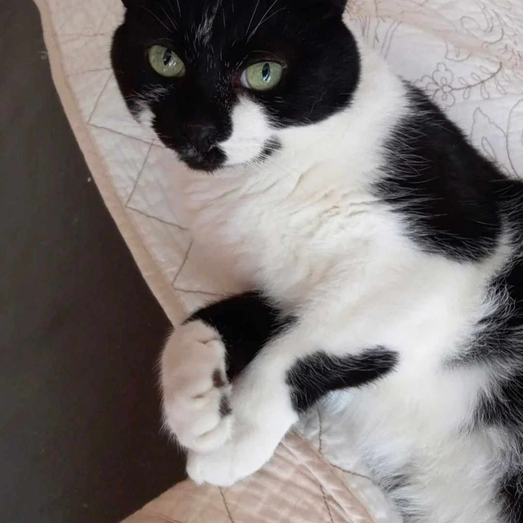Oreo