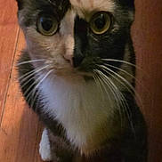 Marbles is registered to the contest to win money with this photo: animal, calico, cat, close_up, curious, cute, domestic, ears, eyes, face, feline, fur, indoor, looking_up, mammal, paws, pet, portrait, whiskers, wooden_floor