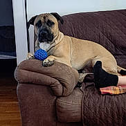 Tanner is registered to the contest to win money with this photo: animal, black_socks, blanket, blue_ball, brown_couch, companion, couch, cozy, dog, furniture, home, human_leg, indoor, living_room, paw, pet, relaxing, resting, toy, wooden_floor