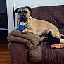 animal, black_socks, blanket, blue_ball, brown_couch, companion, couch, cozy, dog, furniture, home, human_leg, indoor, living_room, paw, pet, relaxing, resting, toy, wooden_floor