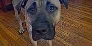 Tanner joined the competition — help win amazing prizes! animal, brown_dog, canine, close_up, curious, dog, ears, flooring, furniture, home_interior, indoor, living_room, mammal, paw, pet, photo_frame, shelf, tail, television, wooden_floor