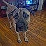 dog, wooden_floor, indoor, living_room, furniture, television, shelf, photo_frame, brown_dog, pet, canine, curious, close_up, flooring, home_interior, animal, mammal, paw, ears, tail