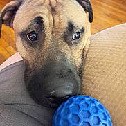 Tanner is registered to the contest to win money with this photo: dog, close_up, blue_ball, couch, wooden_floor, pet, indoor, animal, head, face, wrinkles, eyes, nose, fur, texture, toy, comfort, expression, home, resting