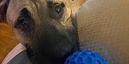 Tanner is registered to the contest to win money with this photo: animal, ball, black, blur, brown, closeup, curious, dog, eyes, face, floor, fur, home, indoor, looking, pet, play, snout, texture, toys
