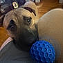 animal, ball, black, blur, brown, closeup, curious, dog, eyes, face, floor, fur, home, indoor, looking, pet, play, snout, texture, toys