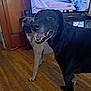 Mandy is registered to the contest to win money with this photo: animal, black_dog, canine, closeup, dog, domestic, floor, furniture, happy, home, house, indoor, living_room, pet, photo_frame, smiling, tan_dog, television, two_dogs, wooden_floor