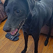 Mandy is registered to the contest to win money with this photo: adidas_sandals, animal, black_dog, canine, companion, couch, dog, domestic, ears, floor, footwear, four_legs, fur, happy, indoor, living_room, mouth, pet, tongue_out, wooden_floor
