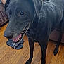 adidas_sandals, animal, black_dog, canine, companion, couch, dog, domestic, ears, floor, footwear, four_legs, fur, happy, indoor, living_room, mouth, pet, tongue_out, wooden_floor