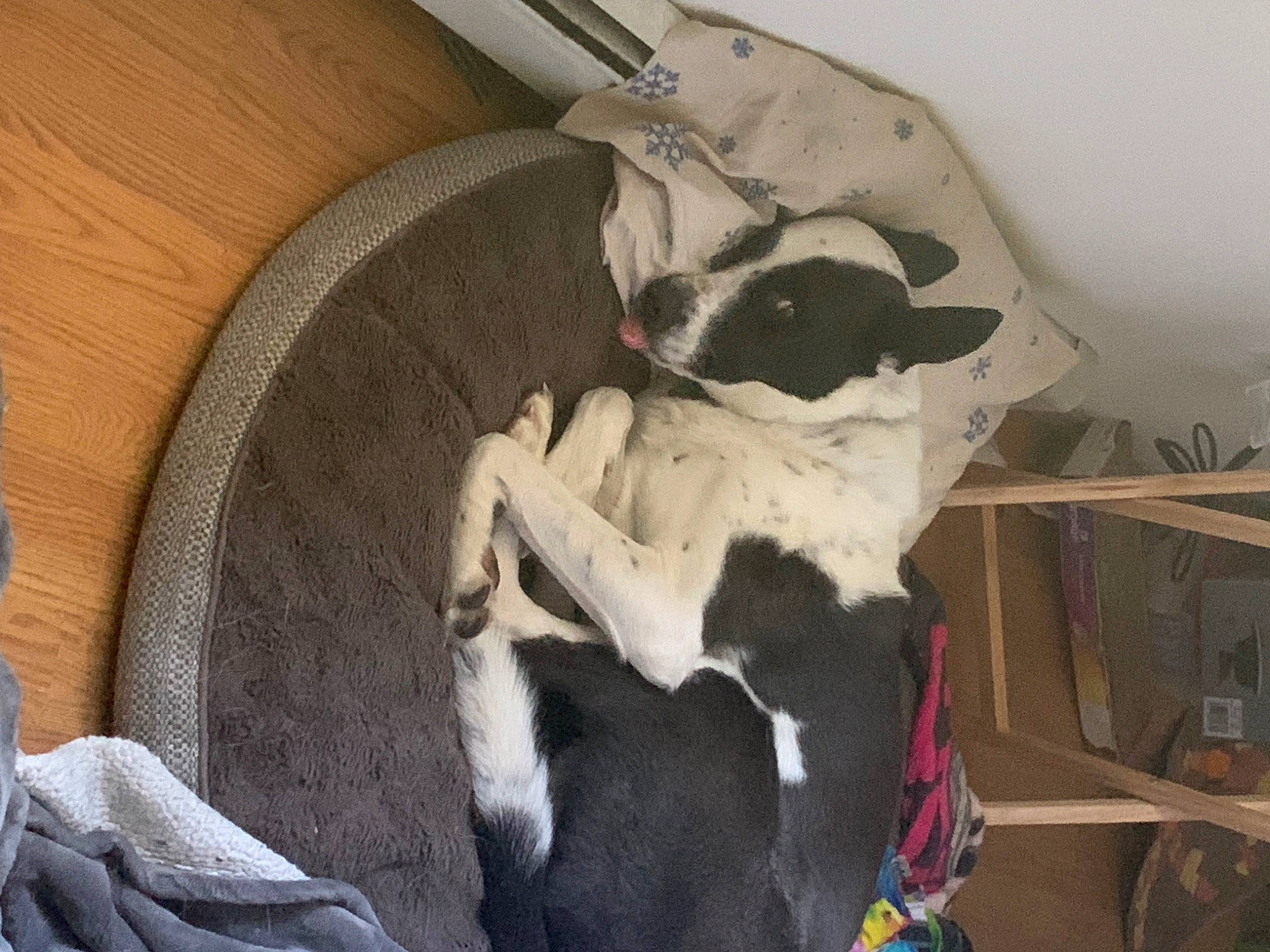 Dom joined the competition — help win amazing prizes! canidae, carnivore, comfort, companion_dog, dog, dog_breed, dog_supply, fawn, felidae, fur, linens, nap, non_sporting_group, puppy, small_to_medium_sized_cats, sporting_group, tail, toy_dog, wood, working_animal