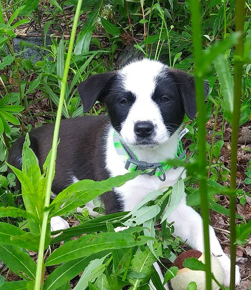 Dom joined the competition — help win amazing prizes! canidae, carnivore, companion_dog, dog, dog_breed, grass, groundcover, gun_dog, herb, herding_dog, jungle, plant, snout, sporting_group, terrestrial_animal, terrestrial_plant, working_dog