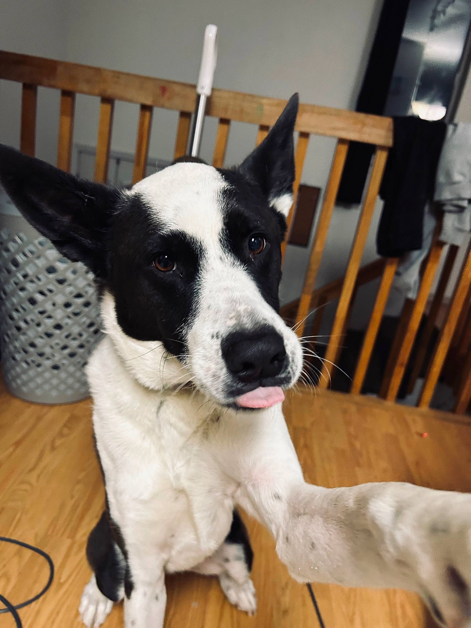 Dom is registered to the contest to win money with this photo: canidae, carnivore, chair, collar, companion_dog, dog, dog_breed, dog_collar, door, eye, flooring, fur, herding_dog, snout, sporting_group, tail, whiskers, window, wood, working_animal