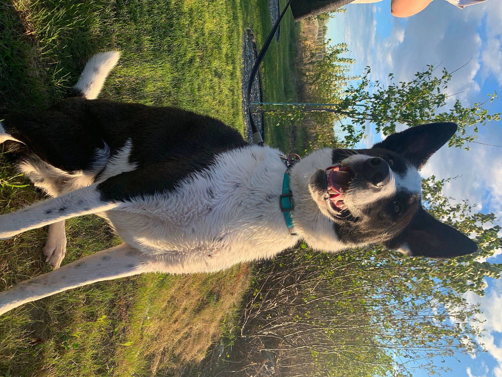 Dom joined the competition — help win amazing prizes! canidae, carnivore, cloud, collar, companion_dog, dog, dog_breed, dog_collar, fawn, goggles, grass, happy, leisure, plant, sky, sunglasses, tail, tree, water, working_animal