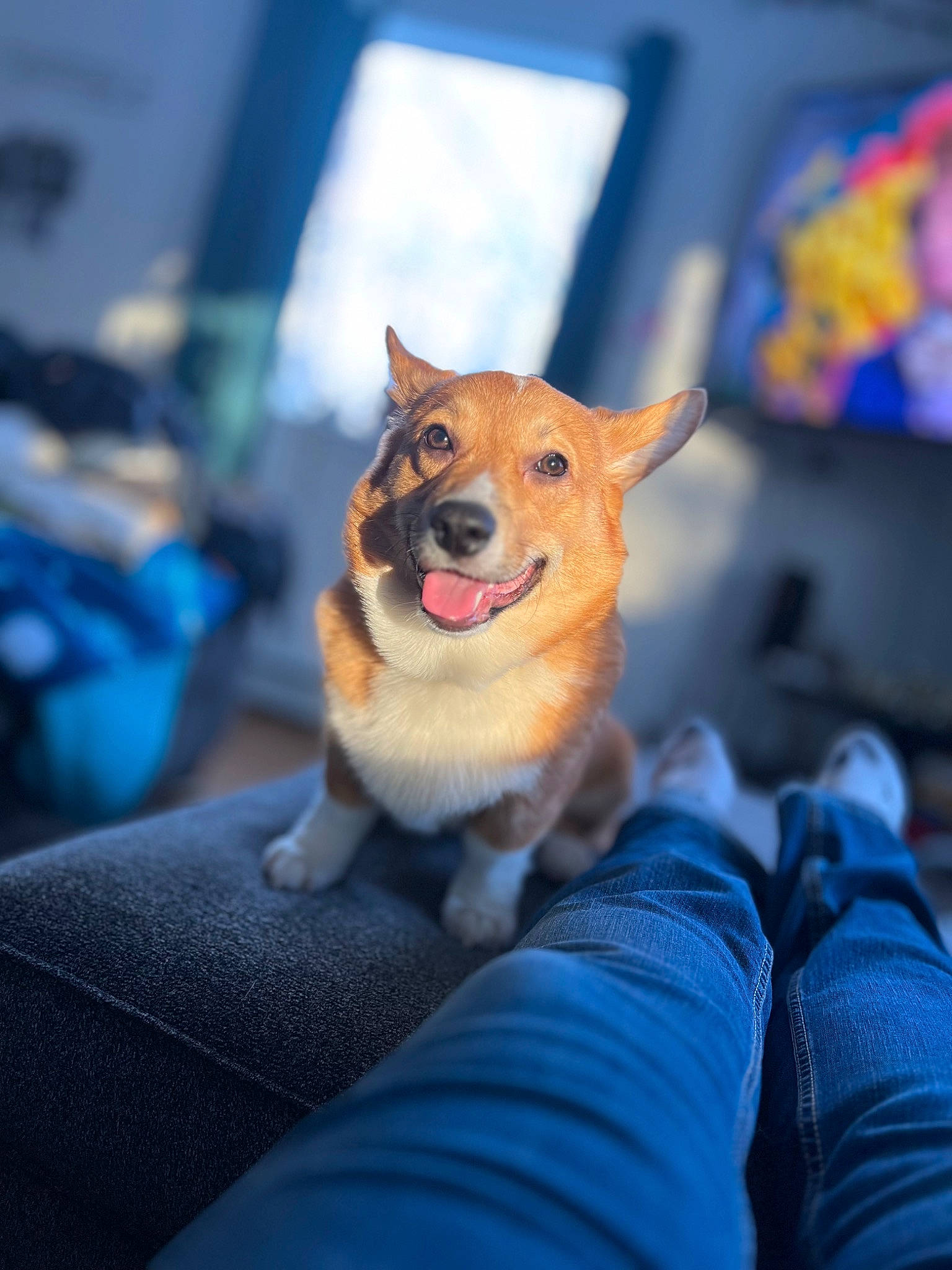 Macaroni is registered to the contest to win money with this photo: blue, canidae, carnivore, comfort, companion_dog, dog, dog_breed, electric_blue, fawn, fur, paw, sitting, sky, snout, spitz, sporting_group, tints_and_shades, tree, whiskers, window