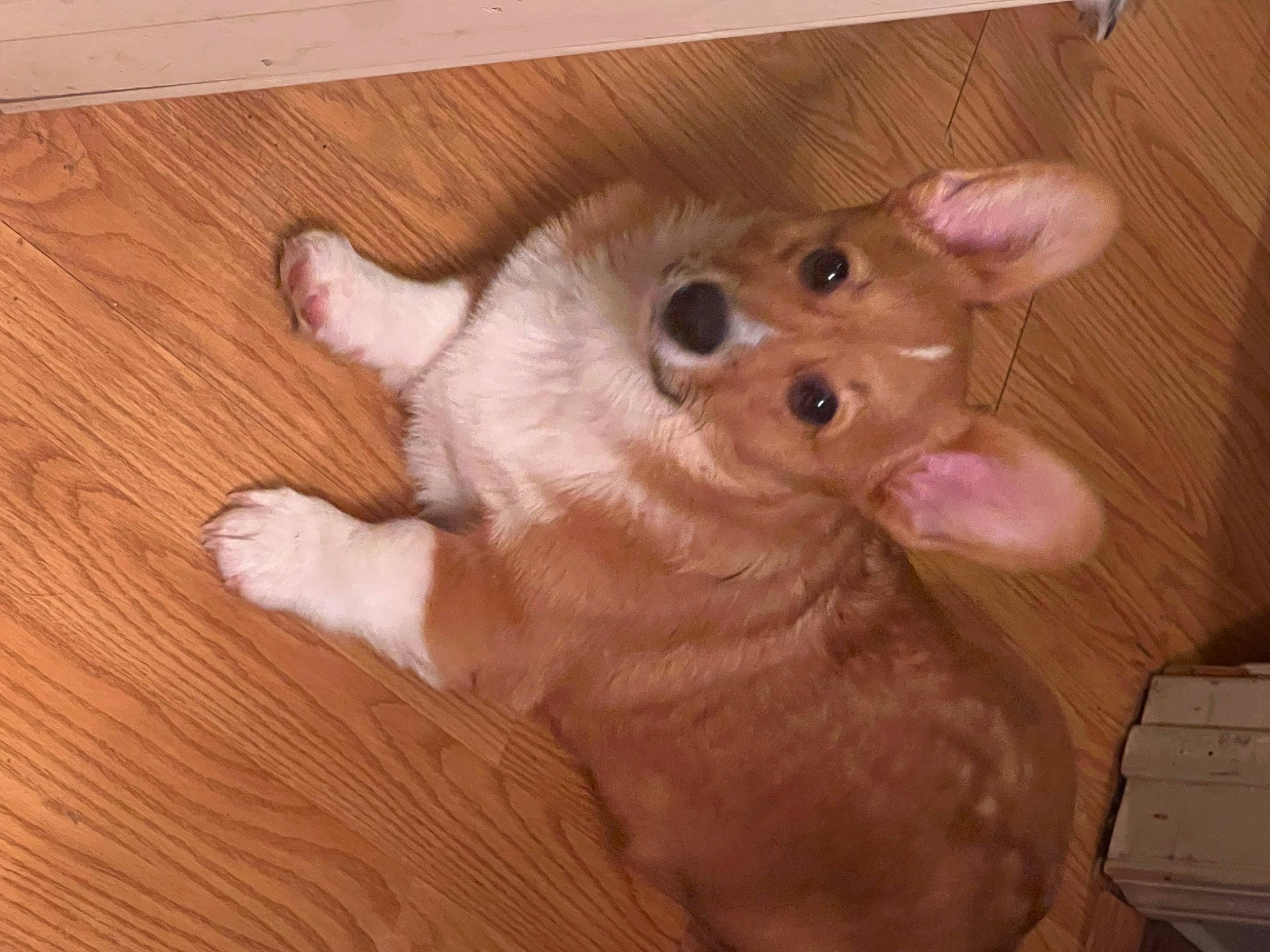 Macaroni is registered to the contest to win money with this photo: canidae, carnivore, comfort, companion_dog, dog, dog_breed, ear, fawn, felidae, flooring, foot, fur, hardwood, paw, small_to_medium_sized_cats, snout, sporting_group, tail, whiskers, wood