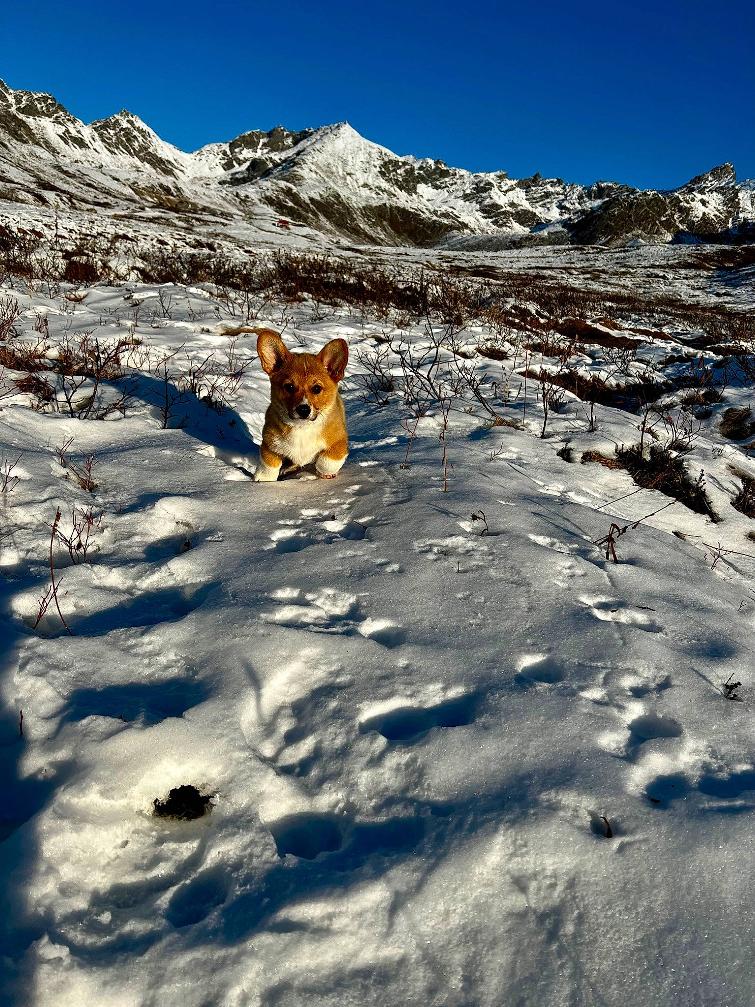 Macaroni is registered to the contest to win money with this photo: freezing, glacial_landform, glacier, hill, ice_cap, landscape, massif, mountain, mountain_range, mountainous_landforms, natural_landscape, nunatak, recreation, rock, sky, slope, snow, terrain, tree, winter