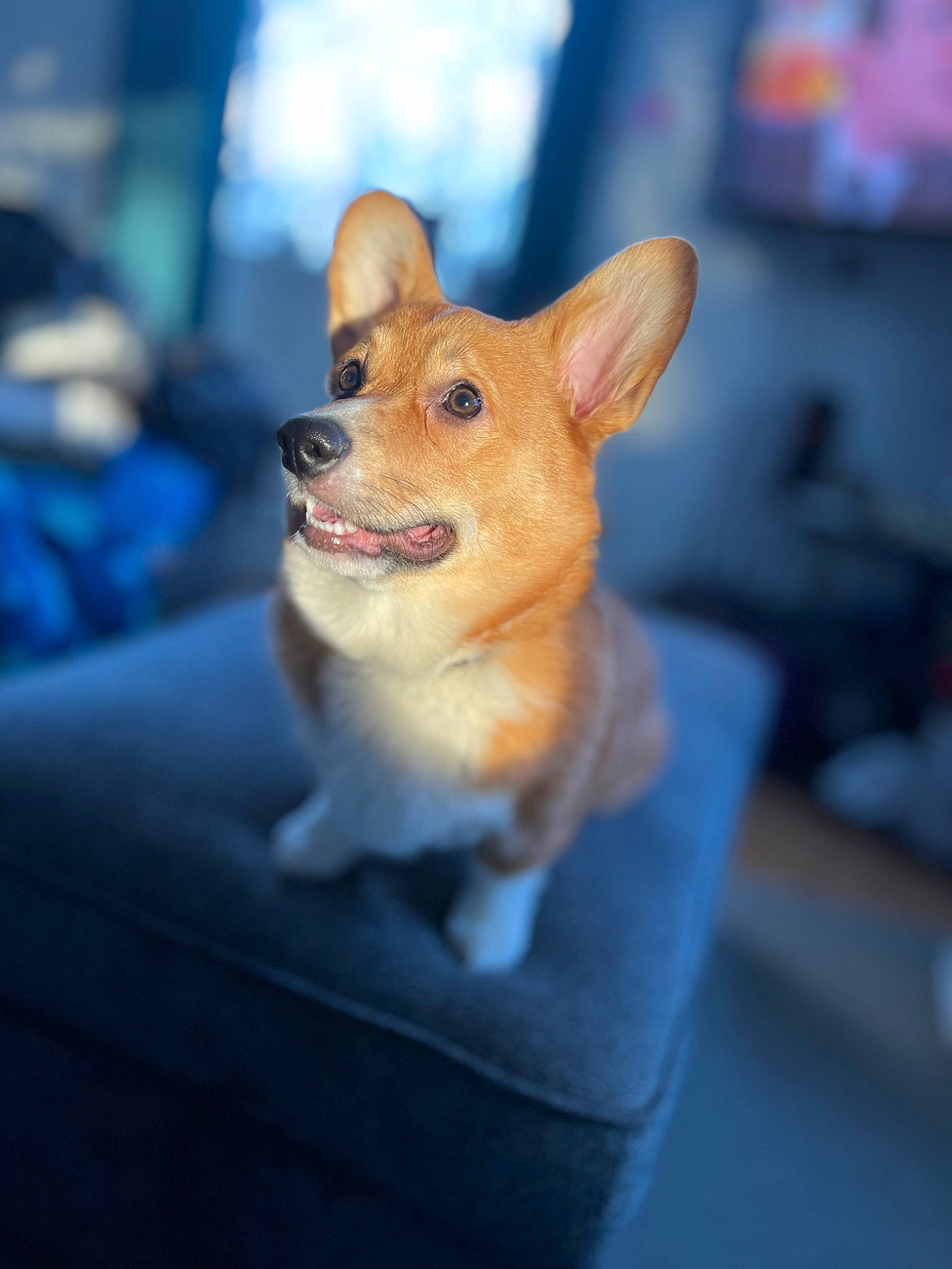 Macaroni joined the competition — help win amazing prizes! canidae, carnivore, companion_dog, dog, dog_breed, dog_supply, ear, electric_blue, eye, fawn, fur, puppy, snout, sporting_group, terrestrial_animal, toy_dog, whiskers, wildlife, wood, working_animal