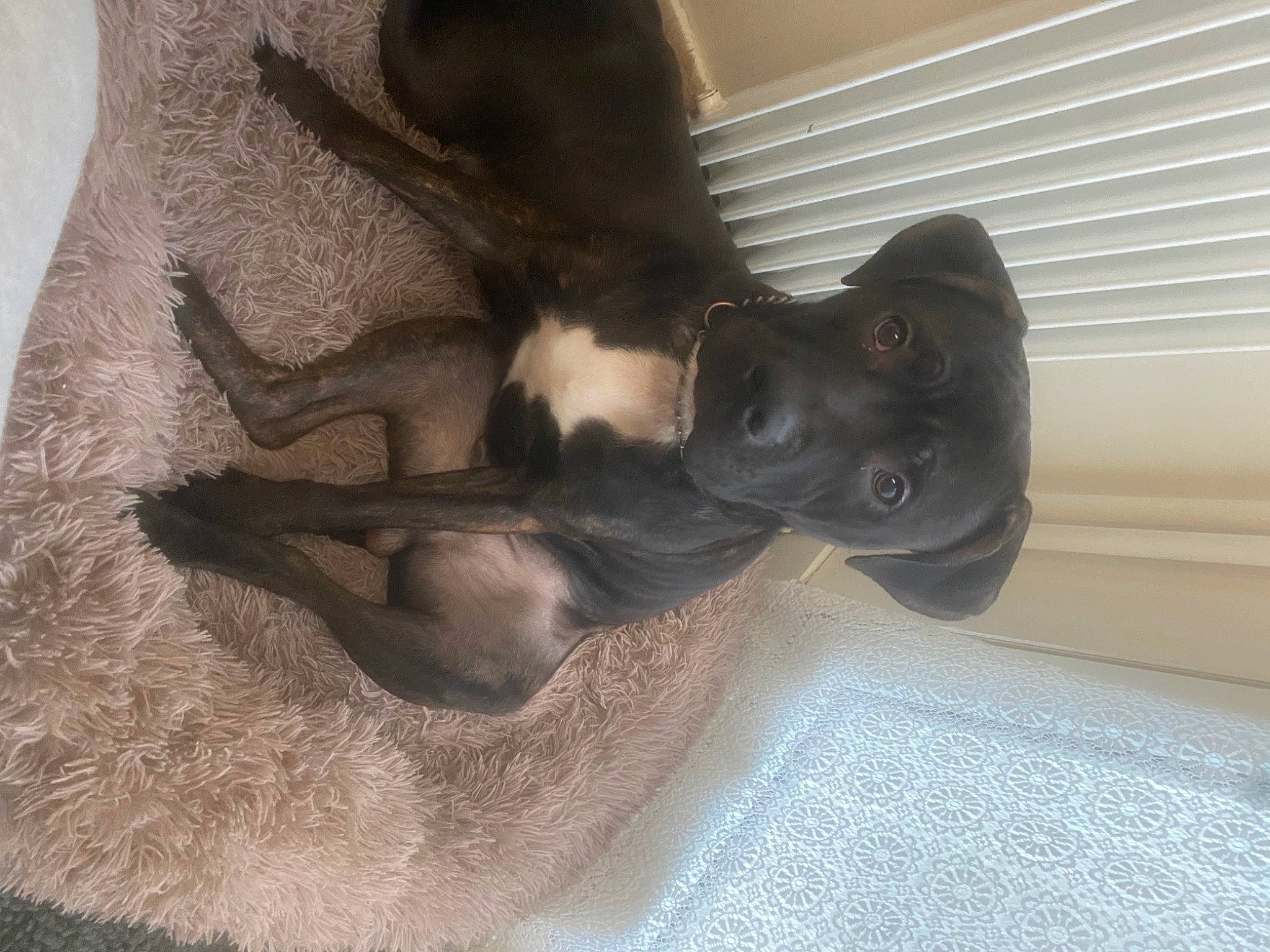 Kovu a rejoint le concours — aidez-le/la à gagner de superbes lots ! canidae, carnivore, comfort, companion_dog, dog, dog_breed, ear, fawn, fur, grey, guard_dog, liver, sculpture, snout, sporting_group, statue, tail, vertebrate, wood, working_animal