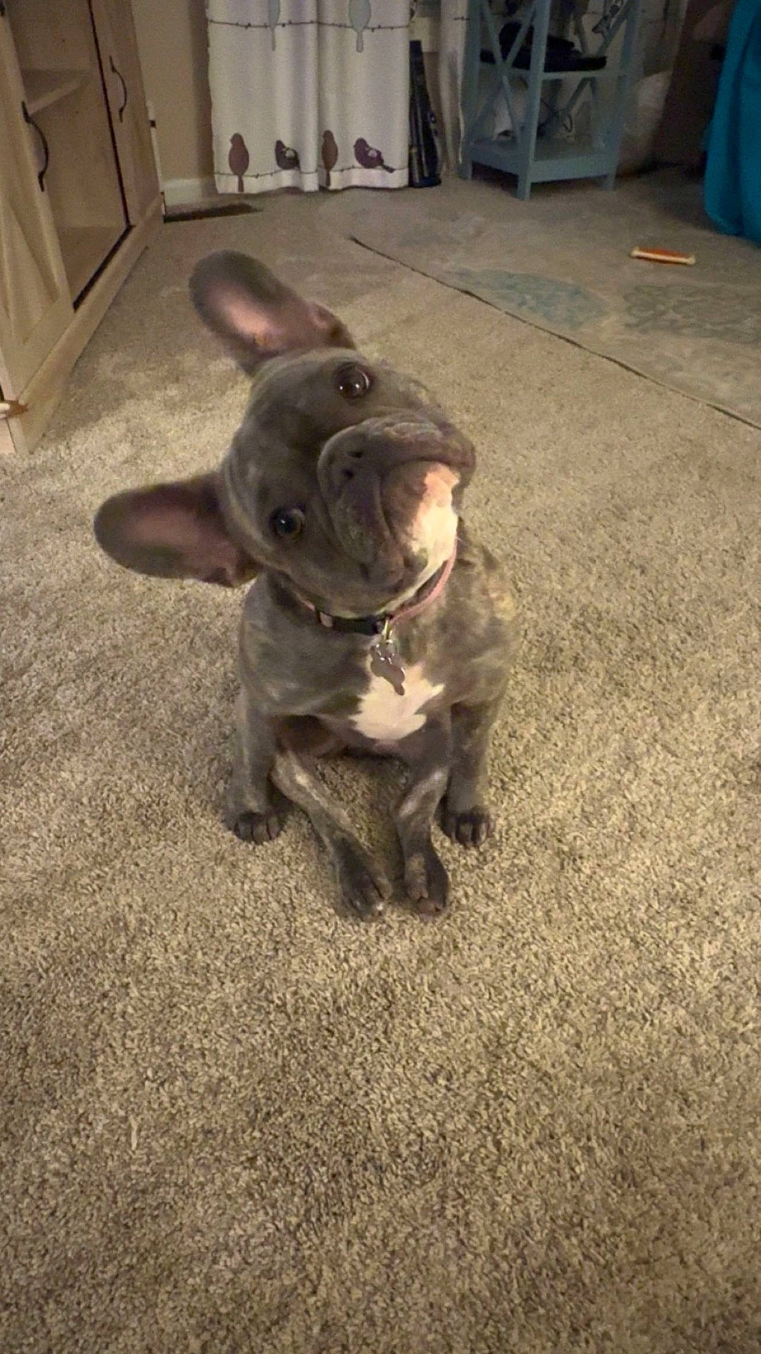 Perl joined the competition — help win amazing prizes! animal, bird_pattern, brown, carpet, collar, curious, curtain, cute, dog, domestic, ears, floor, french_bulldog, furniture, head_tilt, home, indoor, pet, sitting, white_markings