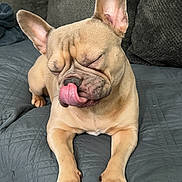 Vida joined the competition — help win amazing prizes! dog, french_bulldog, pet, tongue_out, closed_eyes, couch, indoor, quilted, cute, animal, paw, ears, snout, fur, resting, relaxed, canine, companion, home, mammal