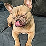 dog, french_bulldog, pet, tongue_out, closed_eyes, couch, indoor, quilted, cute, animal, paw, ears, snout, fur, resting, relaxed, canine, companion, home, mammal