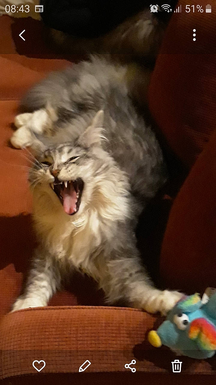 Max participe au concours pour gagner de l'argent avec cette photo : carnivore, cat, claw, companion_dog, event, fang, felidae, flesh, fur, happy, love, paw, roar, shout, small_to_medium_sized_cats, stuffed_toy, terrestrial_animal, toy, whiskers, yawn