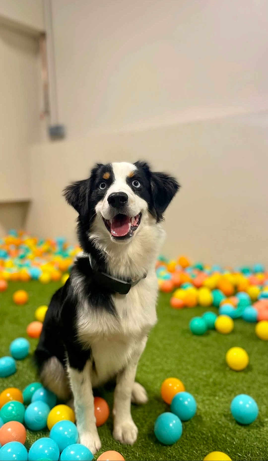 Ayko participe au concours pour gagner de l'argent avec cette photo : dog, black_and_white, blue_eyes, sitting, happy, tongue_out, artificial_grass, colorful_balls, indoor, playful, pet, collar, canine, fur, animal, cute, smiling, toy, background_blur, portrait