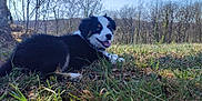 Ayko a rejoint le concours — aidez-le/la à gagner de superbes lots ! puppy, dog, grass, outdoor, nature, tree, animal, canine, fur, blue_eyes, happy, tongue_out, field, daylight, pet, mammal, black_and_white, lying_down, summer, forest