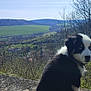 Ayko a rejoint le concours — aidez-le/la à gagner de superbes lots ! puppy, dog, black_and_white, blue_eyes, outdoor, landscape, valley, hills, clear_sky, stone_ledge, grass, trees, nature, young_dog, fur, collar, scenic_view, sunlight, animal, pet