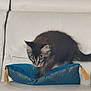 Zeus participe au concours pour gagner de l'argent avec cette photo : cat, tabby_cat, couch, white_leather, blue_pillow, golden_tassels, indoor, pet, feline, curious, fluffy, fur, whiskers, paw, motion, home, furniture, cozy, domestic_animal, resting_place