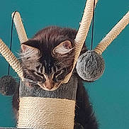 Zeus participe au concours pour gagner de l'argent avec cette photo : cat, tabby, cat_tree, toy, fuzzy_ball, pet, indoor, curious, animal, fur, whiskers, ears, play, scratching_post, dangling_toy, resting, cute, feline, home, blue_background