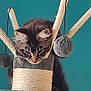 cat, tabby, cat_tree, toy, fuzzy_ball, pet, indoor, curious, animal, fur, whiskers, ears, play, scratching_post, dangling_toy, resting, cute, feline, home, blue_background