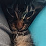 Zeus a rejoint le concours — aidez-le/la à gagner de superbes lots ! cat, close_up, face, fabrics, grey, turquoise, fur, animal, pet, cozy, soft_focus, indoor, texture, striped, whiskers, cute, resting, hidden, snuggled, quiet