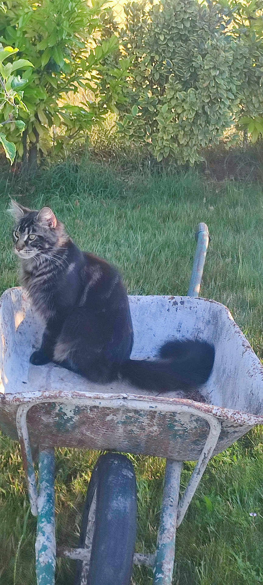 Zeus a rejoint le concours — aidez-le/la à gagner de superbes lots ! cat, wheelbarrow, rusty, garden, grass, greenery, outdoor, tabby, fluffy, animal, pet, sitting, nature, leafy, sunlight, feline, wheel, metal, rust, peaceful