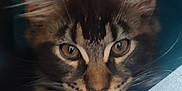 Zeus a rejoint le concours — aidez-le/la à gagner de superbes lots ! cat, kitten, tabby, ears, whiskers, eyes, fur, pet, animal, cute, closeup, indoor, soft, blanket, fabric, paw, curious, small, cozy, young
