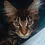 cat, kitten, tabby, ears, whiskers, eyes, fur, pet, animal, cute, closeup, indoor, soft, blanket, fabric, paw, curious, small, cozy, young