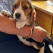 Alto a rejoint le concours — aidez-le/la à gagner de superbes lots ! puppy, beagle, dog, pet, cute, animal, indoor, person, hand, bracelet, arm, table, desk, furniture, young, small, caring, closeup, comfort, domestic