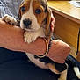 puppy, beagle, dog, pet, cute, animal, indoor, person, hand, bracelet, arm, table, desk, furniture, young, small, caring, closeup, comfort, domestic