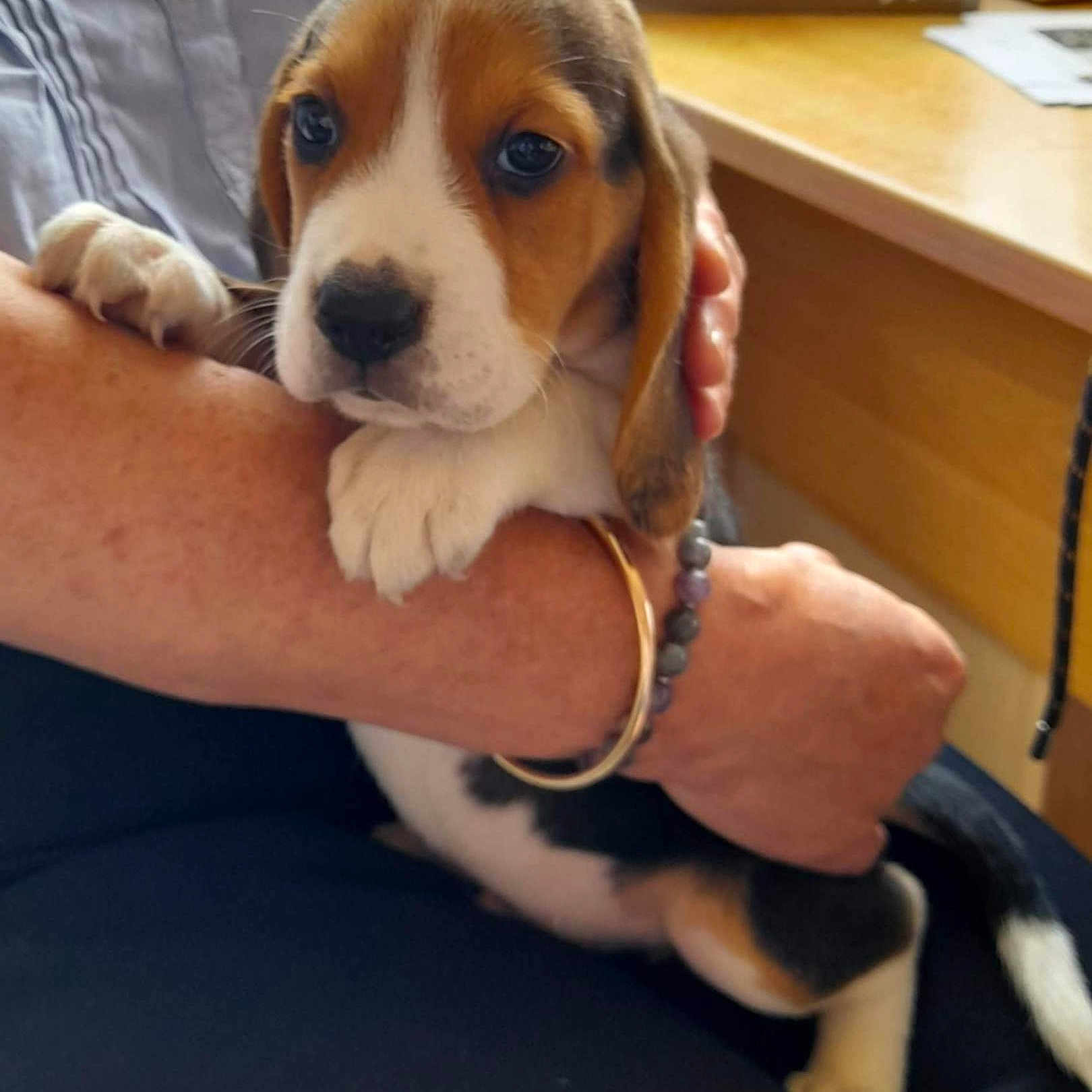 Alto a rejoint le concours — aidez-le/la à gagner de superbes lots ! animal, arm, beagle, bracelet, caring, closeup, comfort, cute, desk, dog, domestic, furniture, hand, indoor, person, pet, puppy, small, table, young