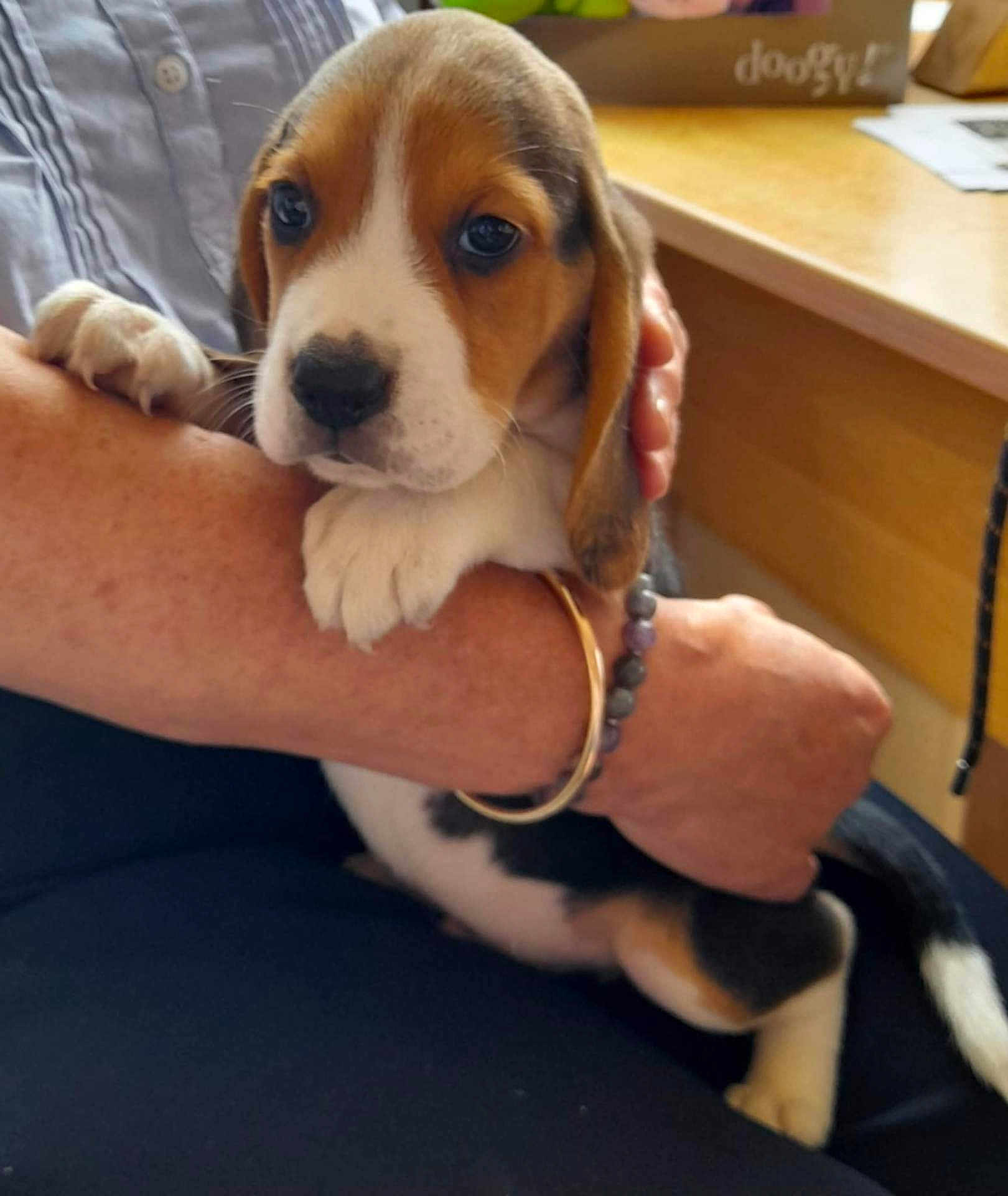 Alto a rejoint le concours — aidez-le/la à gagner de superbes lots ! puppy, beagle, dog, pet, cute, animal, indoor, person, hand, bracelet, arm, table, desk, furniture, young, small, caring, closeup, comfort, domestic