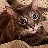 cat, pet, animal, feline, fur, whiskers, ears, eyes, blanket, pattern, texture, woven_fabric, indoor, close_up, looking, cute, curious, resting, soft, cozy