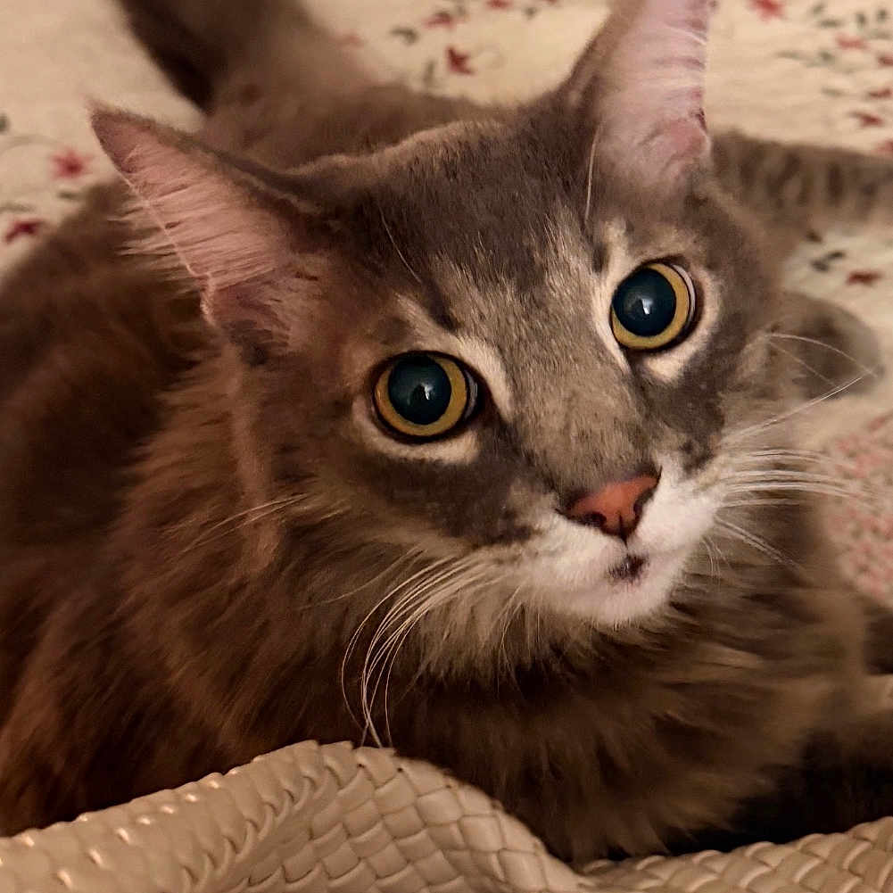 Kash joined the competition — help win amazing prizes! cat, pet, animal, feline, fur, whiskers, ears, eyes, blanket, pattern, texture, woven_fabric, indoor, close_up, looking, cute, curious, resting, soft, cozy