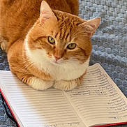 Simba a rejoint le concours — aidez-le/la à gagner de superbes lots ! cat, orange_cat, white_cat, pet, animal, notebook, handwritten_notes, writing, blue_blanket, cozy, indoor, cute, fur, paw, face, ears, whiskers, resting, closeup, focused