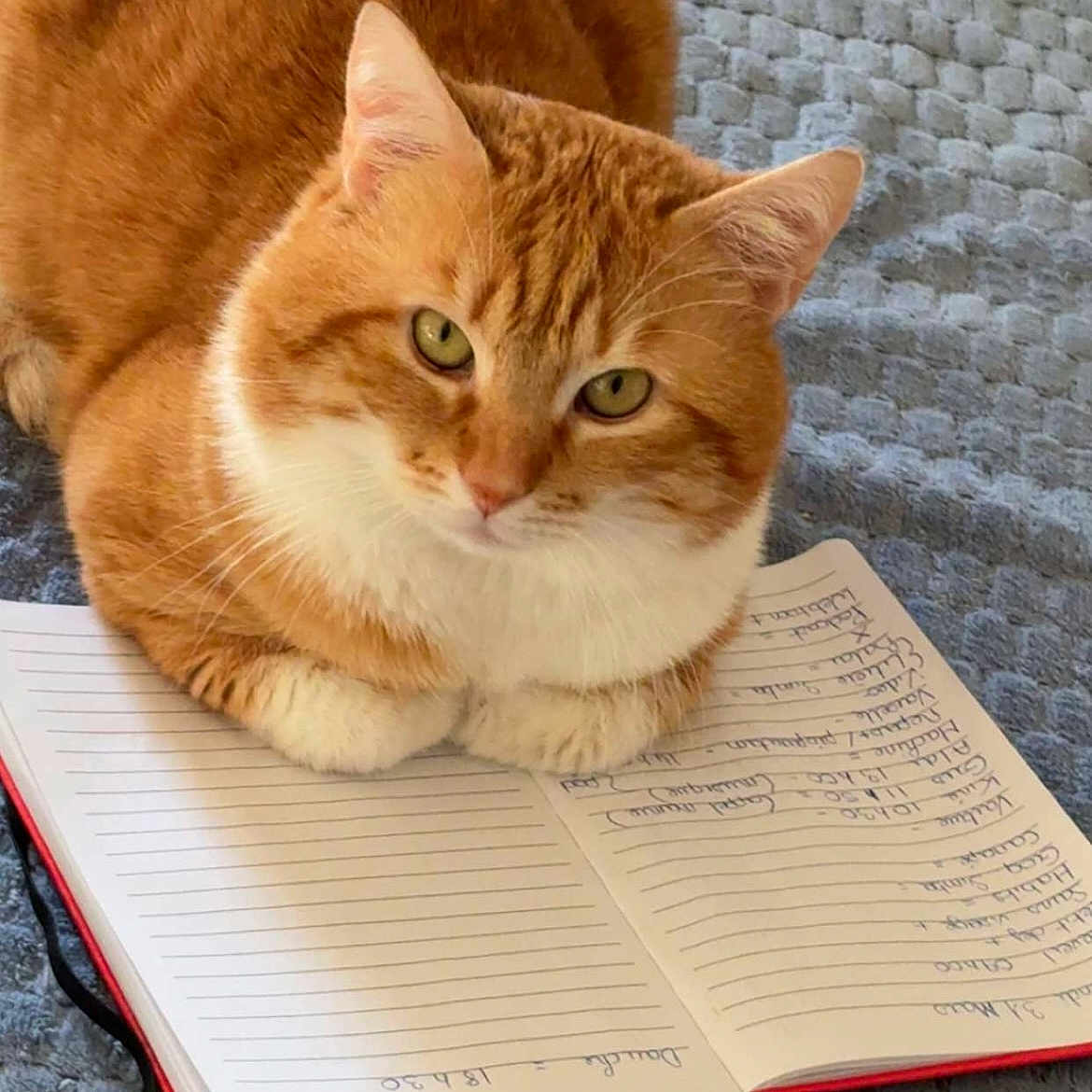Simba a rejoint le concours — aidez-le/la à gagner de superbes lots ! animal, blue_blanket, cat, closeup, cozy, cute, ears, face, focused, fur, handwritten_notes, indoor, notebook, orange_cat, paw, pet, resting, whiskers, white_cat, writing